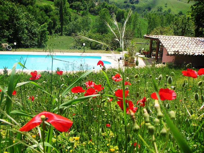 Summer - Poppies and the Pool